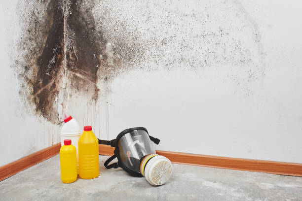 Best Mold Cleaning Services  in Kosciusko, MS