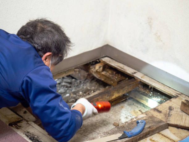 Attic Mold Removal in Kosciusko, MS