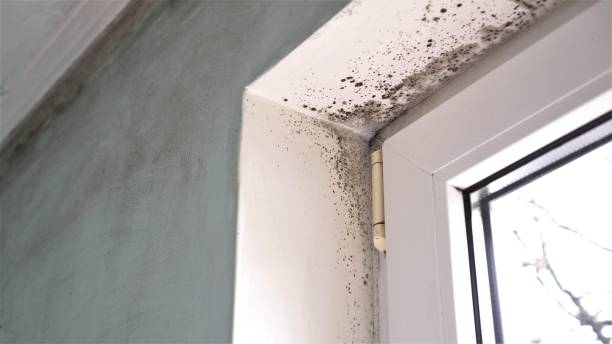 Best Mold Remediation  in Kosciusko, MS