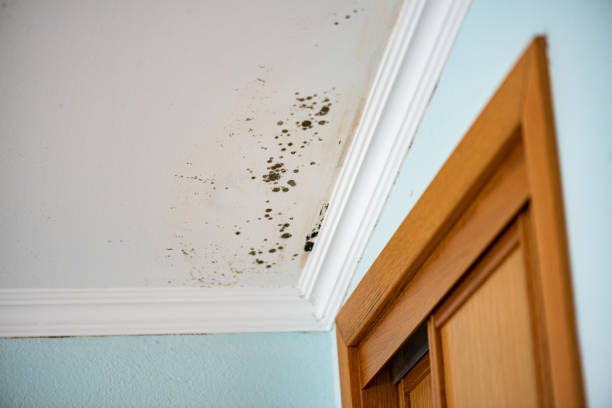Best Mold Remediation Experts  in Kosciusko, MS