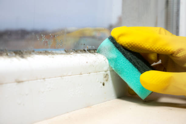 Best Crawl Space Mold Removal  in Kosciusko, MS