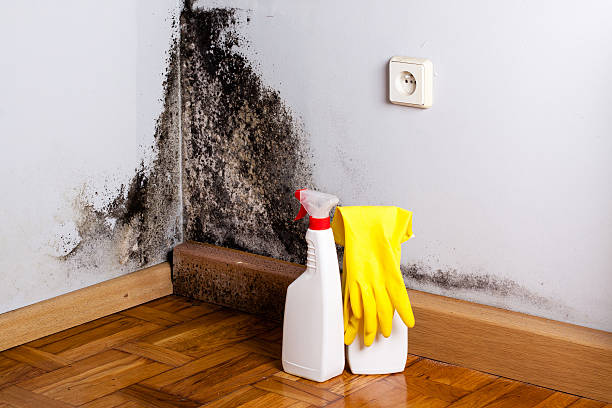 Office Mold Removal Services in Kosciusko, MS