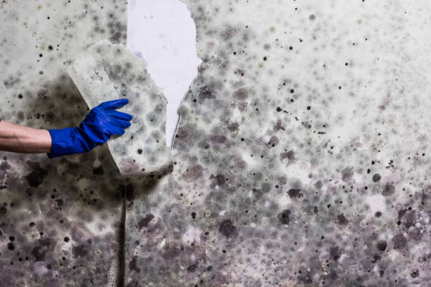 Best Toxic Mold Removal  in Kosciusko, MS
