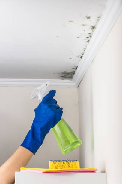 Best Attic Mold Removal  in Kosciusko, MS