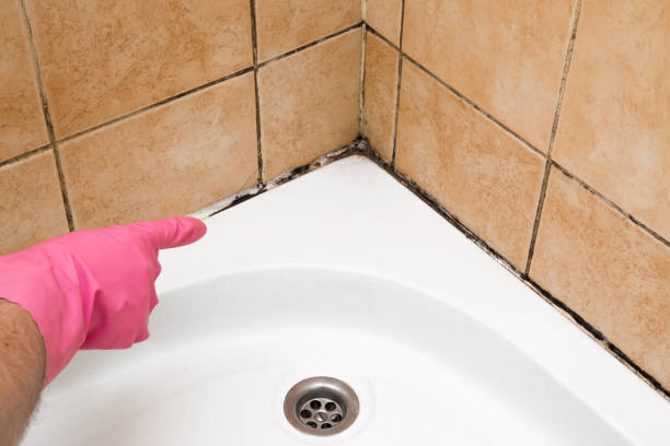 Certified Mold Removal in Kosciusko, MS